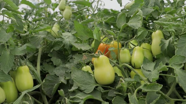 Tomatoes at ripening stage on the vine from green to orange, natural growth process in agricultural field, slow left to right camera movement, healthy organic farming and crop maturity concept