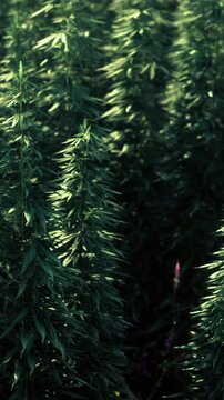 Tall cannabis plants fill the view with green leaves under the bright sunlight. The setting shows rows of healthy plants growing in a field during the summer season.