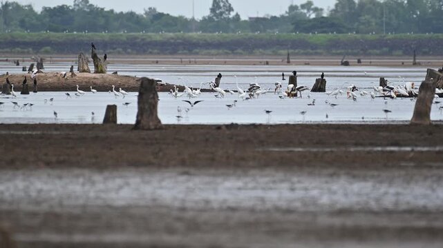 Large group of storks and egrets standing and wading in shallow mudflat water on dry season in Thailand.
