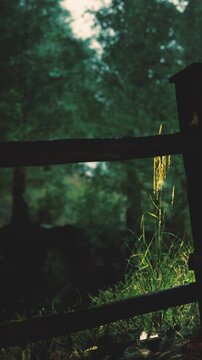 Sunlight filters through trees, illuminating tall grass near a wooden fence. The scene shows the beauty of nature as evening light casts soft shadows.
