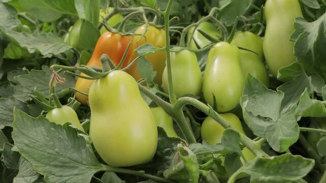 Close-up of tomatoes at ripening stage on the vine from green to orange, natural growth process in agricultural field, healthy organic farming and crop maturity concept