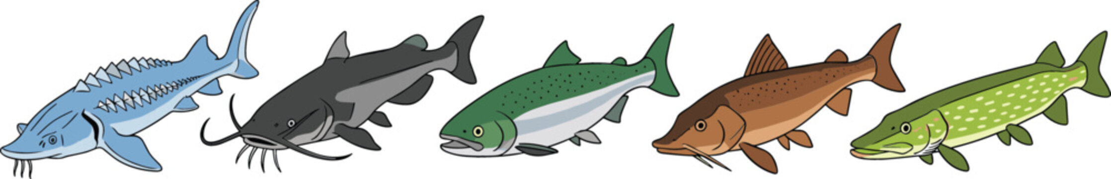 Freshwater fish species set detailed river fish including catfish sturgeon trout and pike realistic aquatic animals vector illustration collection
