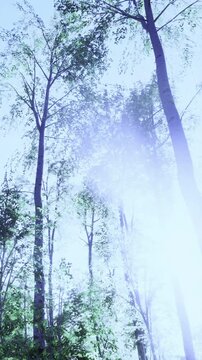 Sunlight shines through the leafy canopy of tall trees in a forest. The trees stretch towards the sky and create a vibrant green scene during the day.