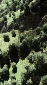 The view shows hills covered in lush greenery and small trees. The sunlight highlights the shapes of the landscape. This scene captures nature at midday in a mountainous area.