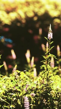 Flowers stand tall in a garden while the sun rises. Bright light touches their petals. The scene shows new growth and the start of the day. Green leaves surround the blooms.