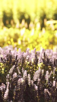 Purple flowers are seen growing in a field during daylight. The view shows many plants standing tall under the sun, creating a colorful scene in a rural area.