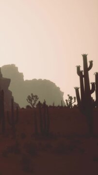 A desert scene shows large cacti silhouetted against a sunset sky. Mountains rise in the background, creating a natural border. The atmosphere is warm and quiet as daylight fades.