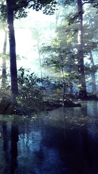 Sunlight filters through tall trees in a forest. Water reflects the surroundings, creating a bright scene. Nature surrounds the area, highlighting plants and quiet water.