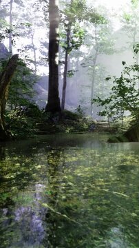 Sunlight filters through tree branches in a dense forest. Green leaves reflect on the water surface. The scene shows a quiet moment in nature with trees and a body of water.