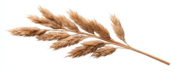 Fototapeta premium Elegant beige dried wheat stalk perfect for rustic fall arrangements and eco-friendly decor.