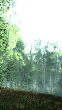 Green trees stand in a forest with sunlight shining through the leaves. Grass grows on the ground in the foreground. The scene shows a dense area of trees.