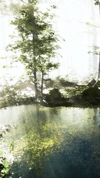 Water sits still in a small pond surrounded by trees. Sunlight filters through the leaves, creating patterns on the surface. Green plants line the edges in a natural setting.