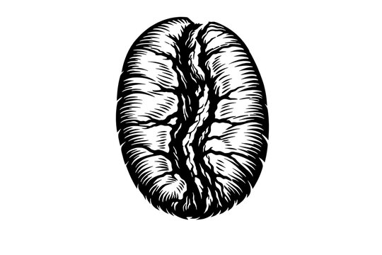 Detailed illustration of a single coffee bean with black and white caffeine illustration monochrome isolated ingredient