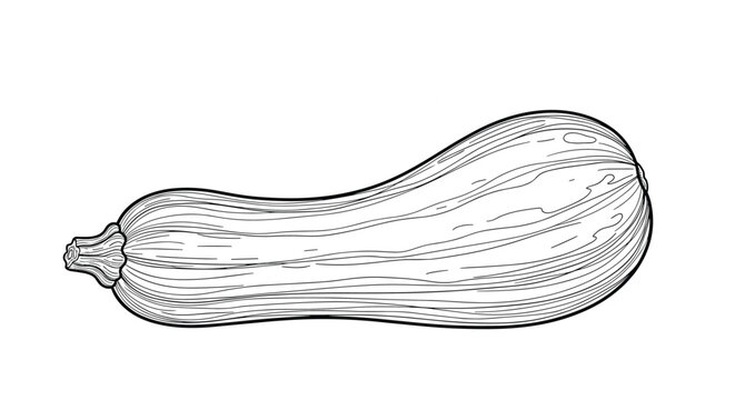 Highly detailed black and white line drawing of a single butternut squash, showing its natural texture and organic form.