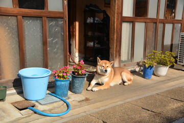 古民家の玄関先で寛ぐ柴犬と風景 © apoptosis