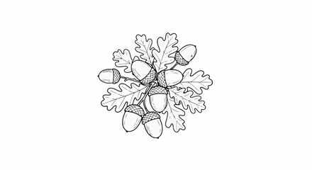 Detailed line art illustration of acorns clustered with oak leaves © dohra