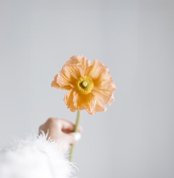 Hand Holding Single Peach Poppy Flower White Feathers