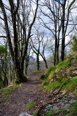 Obraz premium forest on the Crocetta Pass trail, Rapallo, Italy