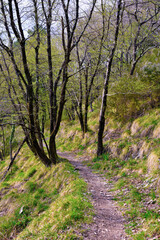 Obraz premium forest on the Crocetta Pass trail, Rapallo, Italy