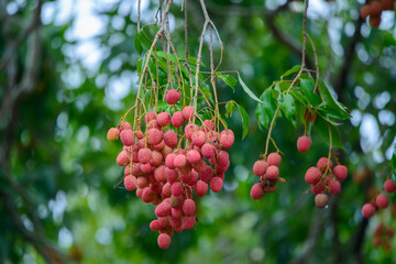 Fototapeta premium Lychee fruit cluster hanging on tree branch with green leaves in natural outdoor garden environment