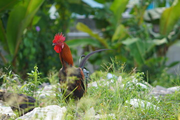 A vibrant rooster standing in a grassy field with lush green foliage © RifaldiMuhammadSalim