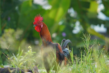 A majestic rooster standing in a lush green field © RifaldiMuhammadSalim