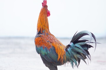 Majestic rooster with vibrant orange and green feathers © RifaldiMuhammadSalim