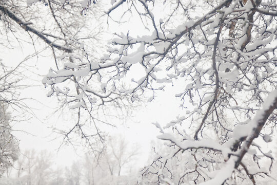 Tree branches covered in snow in a winter park, nature background, seasonal backdrop photo