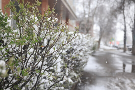The last snowfall, a spring park, the first leaves and buds on the trees covered with snow, frosts in spring, a change in the weather