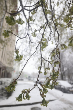 The last snowfall, a spring park, the first leaves and buds on the trees covered with snow, frosts in spring, a change in the weather