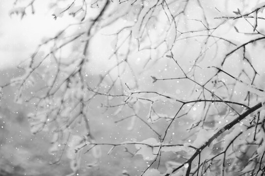 Tree branches covered in snow in a winter park, nature background, seasonal backdrop photo