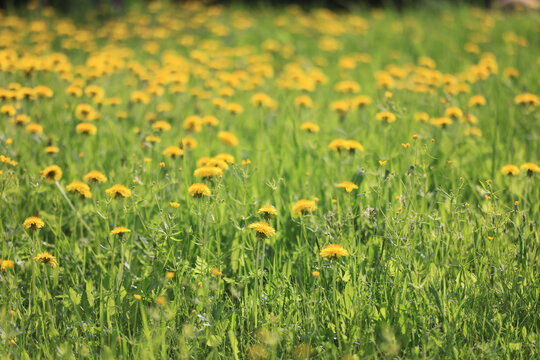 Yellow wildflowers - dandelions - nature photo