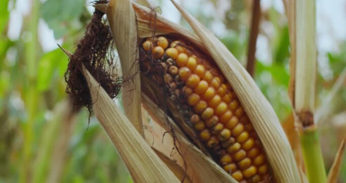 Close-up of spoiled corn cob left unharvested in field. Plant infection and agricultural crisis concept