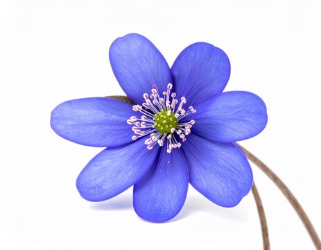 Single purple hepatica flower isolated on white background