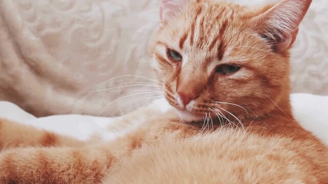 Cinematic shot of Cute Ginger Cat in Relaxing mode on a Soft Surface 