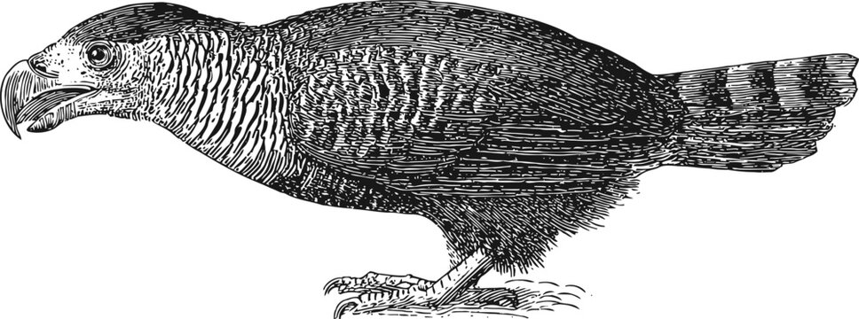harpy eagle side view vintage illustration, large bird of prey with strong beak and claws