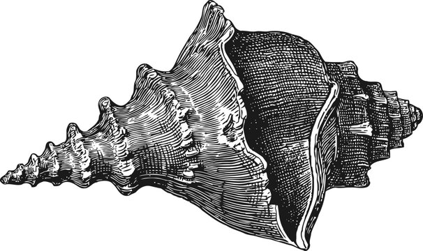 Vintage conch seashell illustration detailed black and white ocean shell drawing marine mollusk clipart