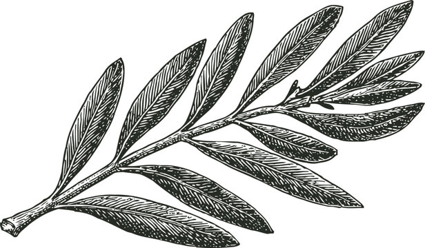 Detailed vintage botanical illustration of olive branch with elongated leaves