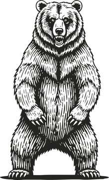Standing grizzly bear illustration aggressive wild animal roaring with sharp claws forest wildlife concept