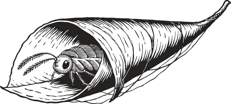 Cicada insect resting inside a dried curled leaf shell detailed vintage engraving illustration