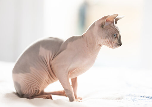 Portrait of sphinx cat on white background