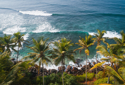 View of coconut trees at seaside under blue sky,Sri lanka