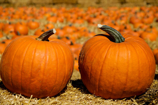 Orange pumpkins in autumn pumpkin patch