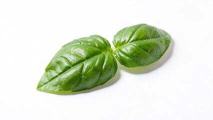 Fototapeta premium Fresh Green Basil Leaves
