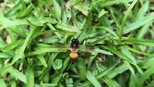A Dead honey bee on green grass. Amidst the lush, spreading blades of grass green as leaves a solitary bee lies lifeless. Once an untiring worker of the hive, today she lies dead in this grassy meadow