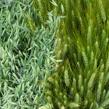 Green cereal grasses and seed heads close up