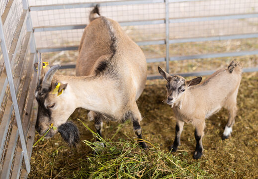Goats feed in pen on livestock farm