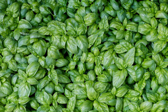 Fresh basil leaves close up background
