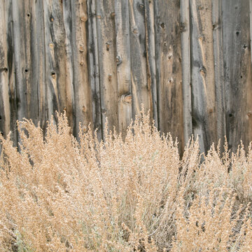 Dried grasses against weathered wood fence