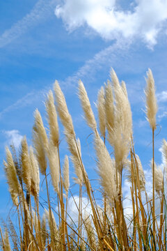 Pampas grass plumes against blue sky